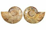 Cut & Polished, Crystal-Filled Ammonite Fossil - Madagascar #296490-1